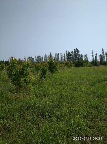 masazirda torpaq satılır: 241 sot, Biznes üçün, Mülkiyyətçi, Kupça (Çıxarış), Texniki pasport — 9