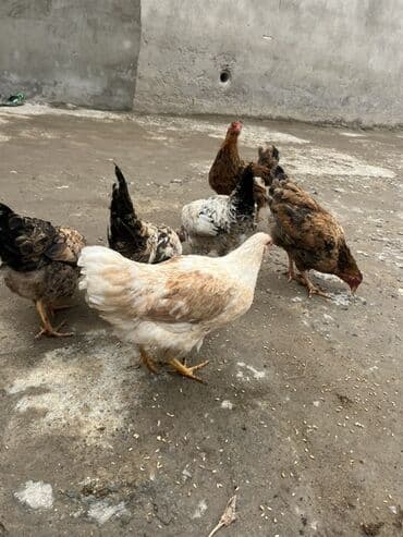 Cücələr: Toyuq, Yumurtalıq, Ünvandan götürmə — 1