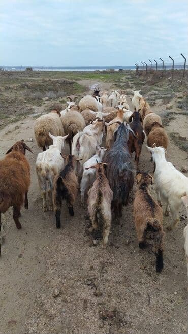 Dana, buzov: Keci ve cəpişlər Diri cəkisi 6.50m böyük dişi,və 5-6 aylig cəpişlər — 2