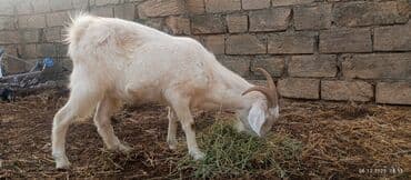 cuceye verilen adlar: Keçi və çəpişlər — 5