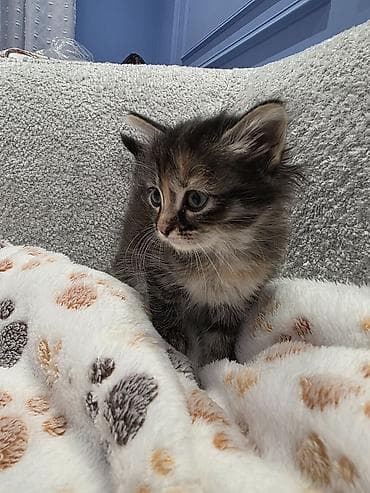 siyamski pişik: Yaxşı əllərə — 3