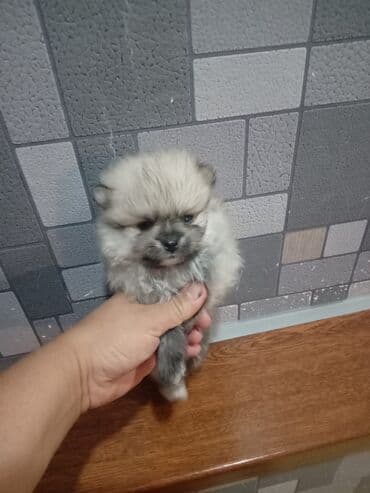 balaca tuklu itler: Şpitz — 6