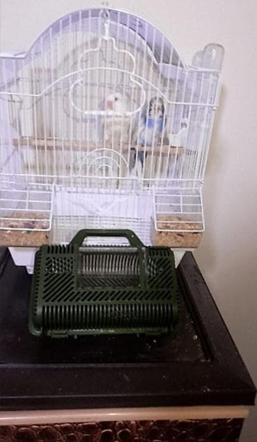 2 dene tutu quşu təcili satılır. Qəfəs, yem qabı, su qabı, yellençek