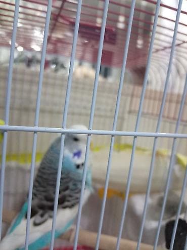 Попугаи: Növbəti ilan: Türkiyə cinsli dalğalı tutuquşu (budgerigar) - Rəng — 3