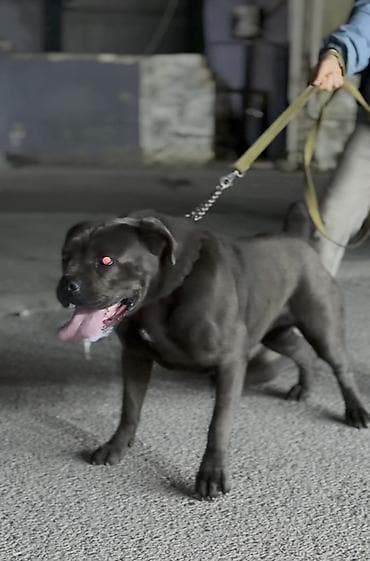 kucə iti: Kane-Korso, 1 il, Dişi — 4