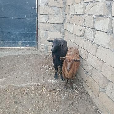 Dişi, il: 2, 25 kq, Damazlıq, Ödənişli çatdırılma