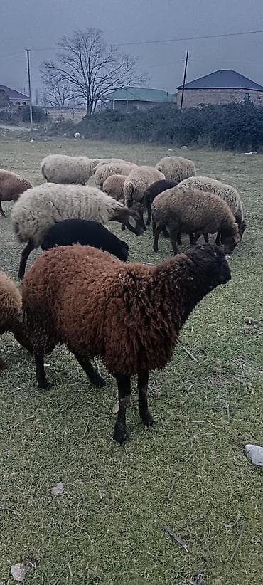 tap. az itler: Satilir — 1