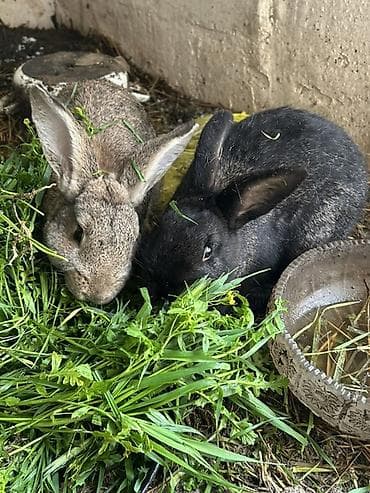 balaca dovşan: Ev dovşanları – 2 ədəd - Rəng: biri boz-qəhvəyi, biri qara - — 2