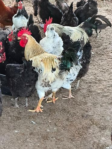 dovşan satışı: Cins toyuq və xoruzların satışı Şəkildə gördüyünüz cins toyuqların — 3