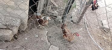 cucelerin satisi: Krasnadar qlrmlzl öküz lal ördəklər satılır ata anası — 4