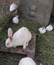 dovsanlar: Dovsanlar satilir — 15