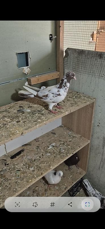 goyərçin: Salam olsun hər kəsə iran çilləri cütdü cütü 20 manat tək tək 15 ərkey — 1