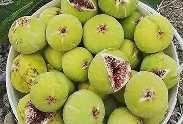 qarışqa yağı: Hökməli enciri
catdirilma movcuddur — 1