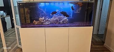 yumru akvarium: Dördbucaq akvarium, 450 l — 2