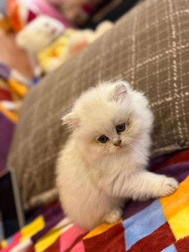 lalafo pisik: Britan — 1