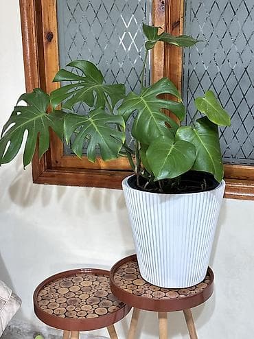 kala bitkisi: Monstera qiymət 15 -25-35-45azn. Ünvan Şamaxinka. Burdan götürə — 8