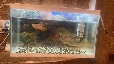 Akvaryum dəsti - Ön və yan şüşəli, ağ çərçivəli akvaryum - Daxili