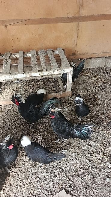 Бараны, овцы: Курица, Для разведения, Доставка в районы — 8