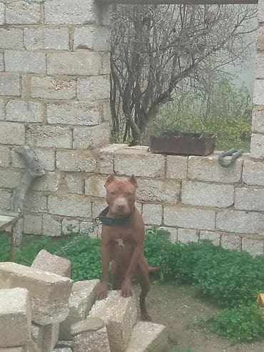 it ucun et: Pitbul, 1 il, Erkek, Peyvəndli, Ünvandan götürmə — 2