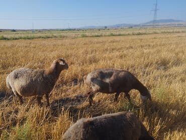 qoyun əti qiyməti: Dişi, il: 1, Damazlıq, Ödənişli çatdırılma — 2