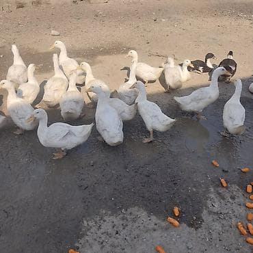 lavanda ördəyi: Məhsul: Ev quşları – ördəklər sürüsü Təsvir: - Şəkillərdə iri və orta — 3
