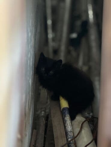 pişik cütleşdirmek: Yaxşı əllərə — 5