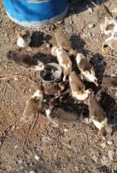 Erkək, | Lal ördək, Damazlıq lalafo.az -da Erkək, | Lal ördək, Damazlıq