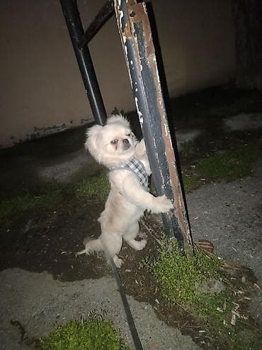 itlerin davasi: Pekines, 5 ay, Dişi, Ödənişli çatdırılma — 6