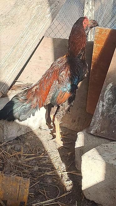 K/t heyvanları üçün mallar: Salam aleykum hər kəsə heyratı xoruzu satılır şamo+türk 2 yaş 3 4 — 4