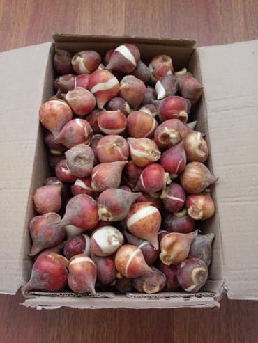 nərgiz gülü satışı: Tülpan (dağ laləsi) gülünün soğanları satılır. Satışda sarı və qırmızı — 3