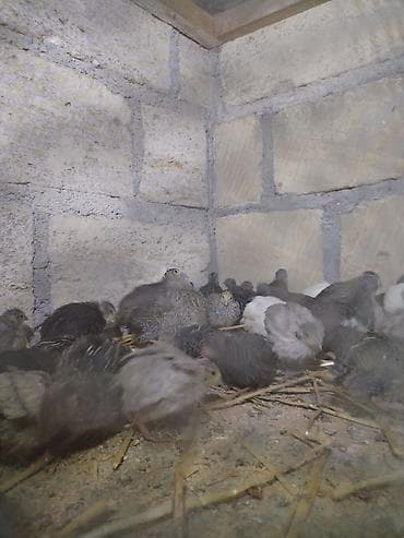 1 ayliq bildirçin satıllr