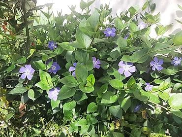 qızıl güllər: Məhsul: Periwinkle (Vinca major) – bənövşəyi-mavi çiçəkli, həmişəyaşıl — 1