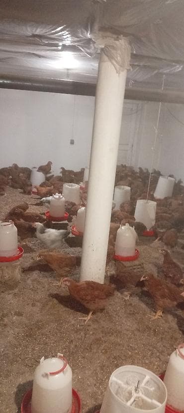 ucuz cuce: Qiymət 8.50 ünvan Yevlax şəhəri Məhsul: Yerli ətlik-yumurtalıq — 1