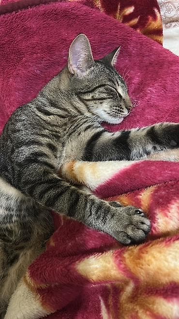 pulsuz video cat: Tabbi, Yaxşı əllərə — 1