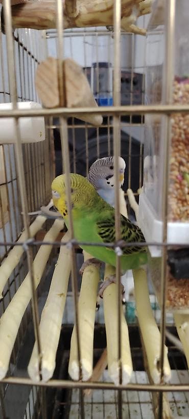 İki Cüt, Tutuquşu Satılıt Bir Cüt Ağ Bir cütdə Göy və Yaşıl