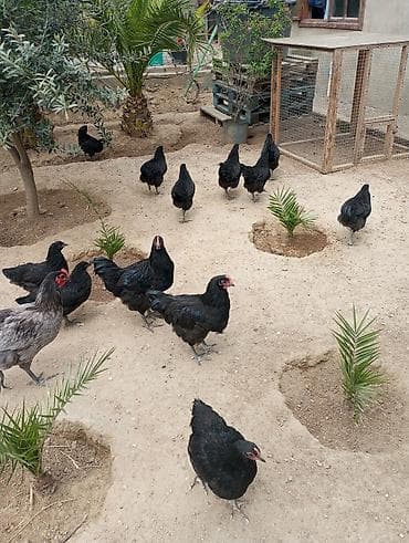 Toyuq, Australorp, Yumurtalıq