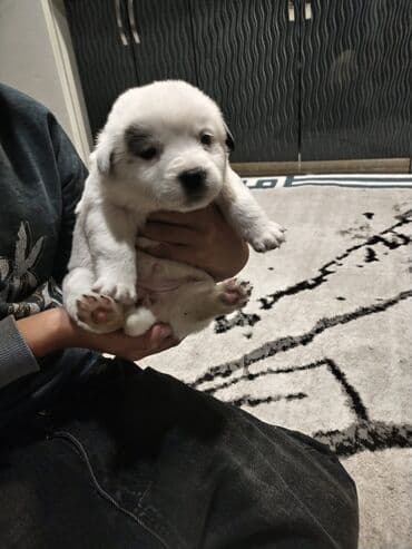 i̇t balası: Balaca it balaları – sevimli ev dostları - Cins: qarışıq (kiçik — 3