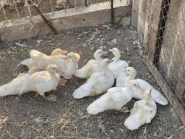 goyercin type 1: Muscovy ördəyi (ağ rəng) balaları satılır. Xüsusiyyətlər: - Cins — 2
