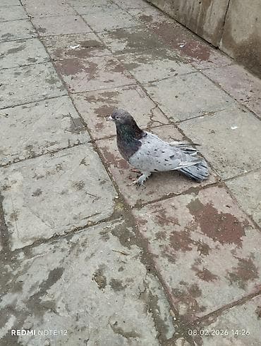 goyercin: Əbrəş qizğin erkəkdir 18 tük.Uzun hündür viddi quşdu.Vatsap+ — 3