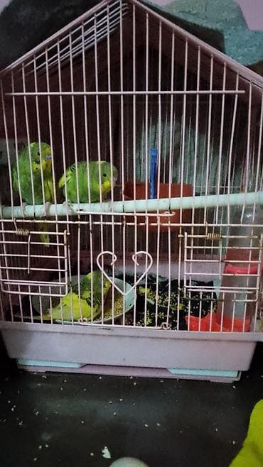 Uşaq velosipedləri: Fatbike tipli dağ velosipedi + 2 ədəd ev dovşanı paketi Velosiped: - — 9