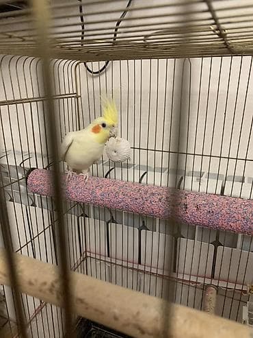 Heyvanlar üçün mallar: Korella lutilla. 7 ayliqdi.Iki Uç soz deyir. Erkeydi. Oynayan quwdur — 8