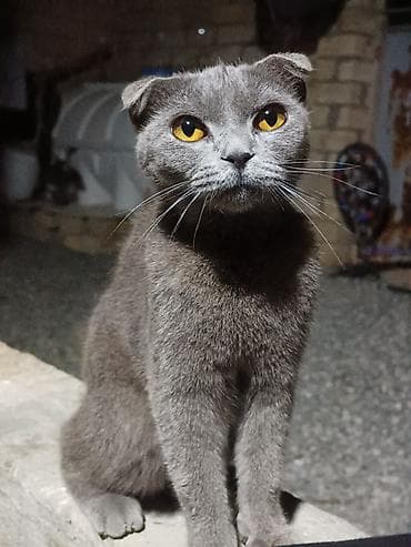 Şotland yastı qulaq — 1
