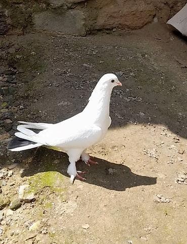 qara baş quşlar: 15 tuk erkey tutulmadi — 5