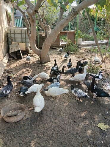 cücə satışı 2023: Erkək, | Lal ördək, Ətlik, Ünvandan götürmə, Ödənişli çatdırılma — 2