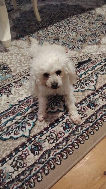 2 ay, Dişi, Ünvandan götürmə, Pulsuz çatdırılma