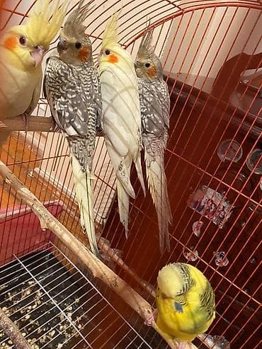 dekorativ quslarin satisi: Korellar saglam quslardi ele orgesib dansdirmaqda olar isdeyen — 7