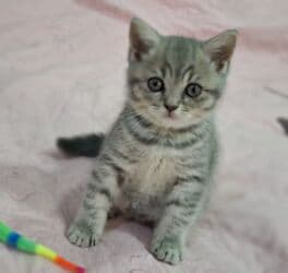 erkek pişik: Britan, Erkək, Ödənişli çatdırılma — 3