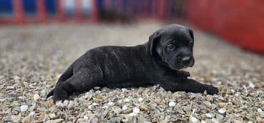 barter itle: Кане-корсо, 1 месяц, Самка — 2