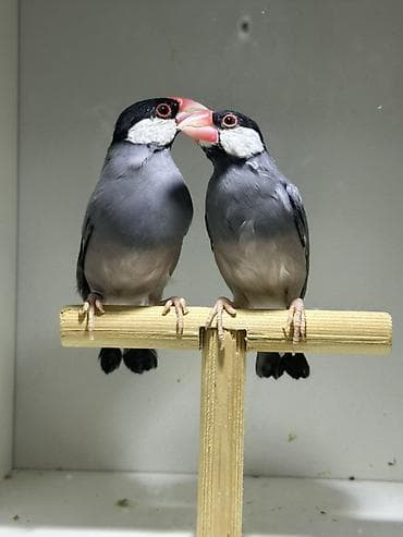 amadin gulda: Java ispinozu (Java Sparrow) cütlüyü - Növ: Padda oryzivora (Java — 3