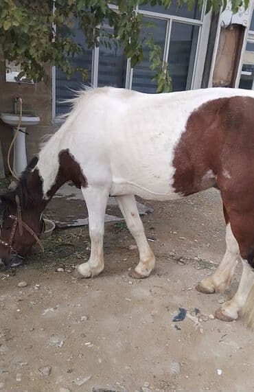 ərəb dovşanı: Erkək, Ərəb, il: 4, Pulsuz çatdırılma — 2